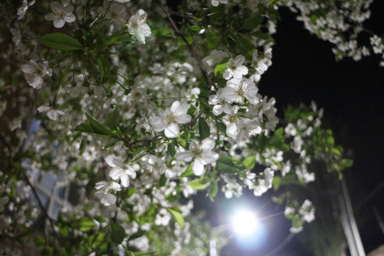 灯光下的樱桃花