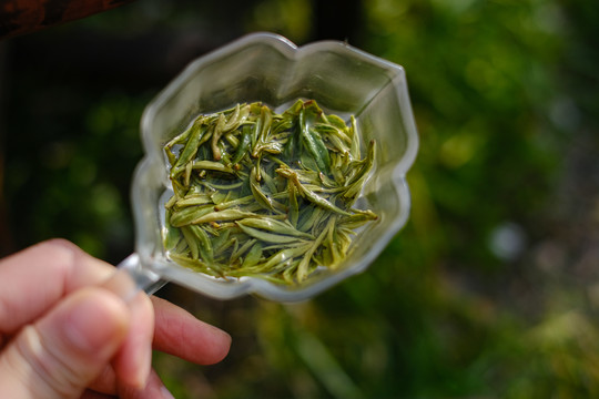 茶艺师泡茶