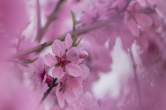 高清唯美桃花