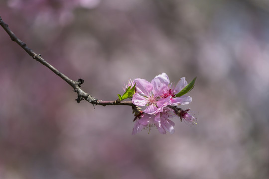 粉桃花