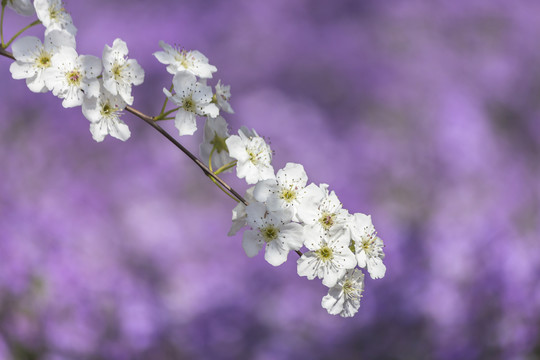 梨花二月兰