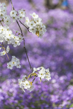 梨花二月兰