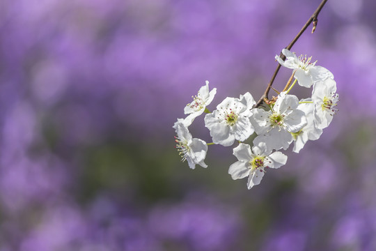 梨花二月兰