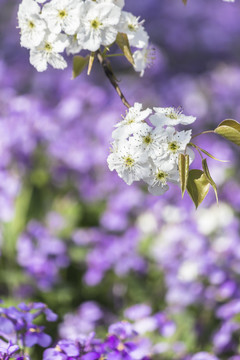 梨花二月兰