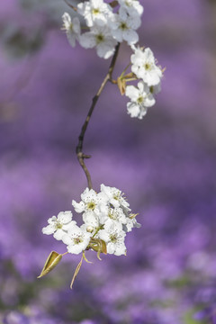 梨花二月兰