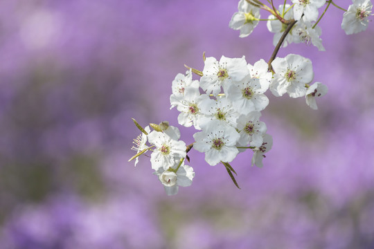 梨花二月兰