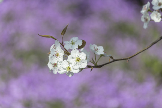 梨花二月兰