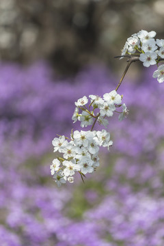 梨花二月兰