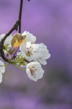 梨花二月兰