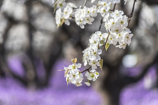 梨花二月兰