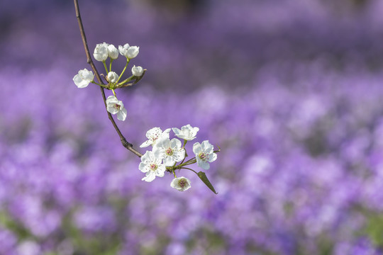 梨花二月兰