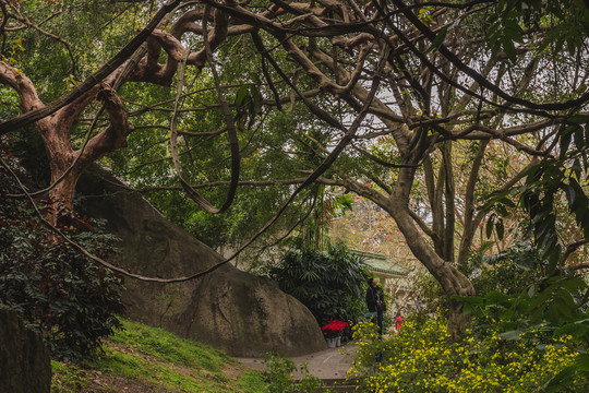 厦门植物园