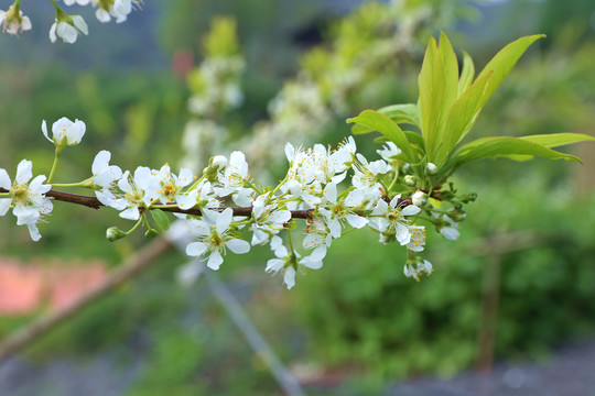 梨花