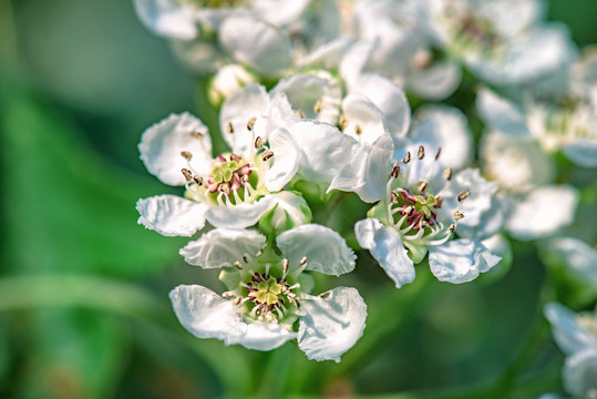 山楂花