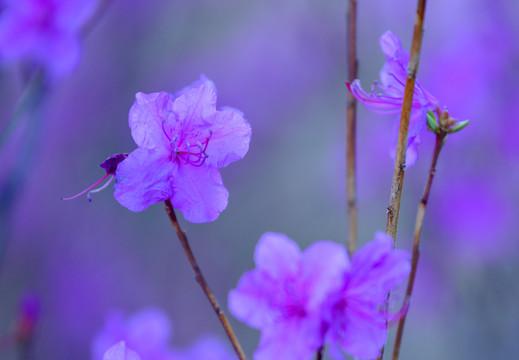 兴安杜鹃花