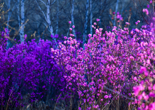 兴安杜鹃花