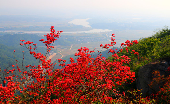 高山映山红