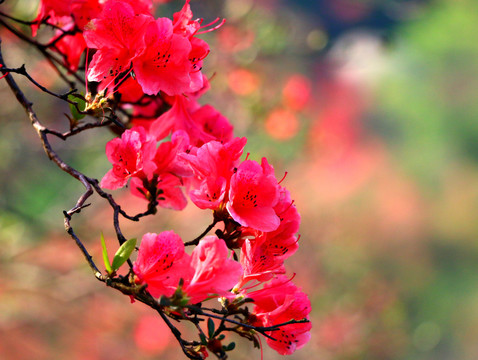 高山杜鹃花