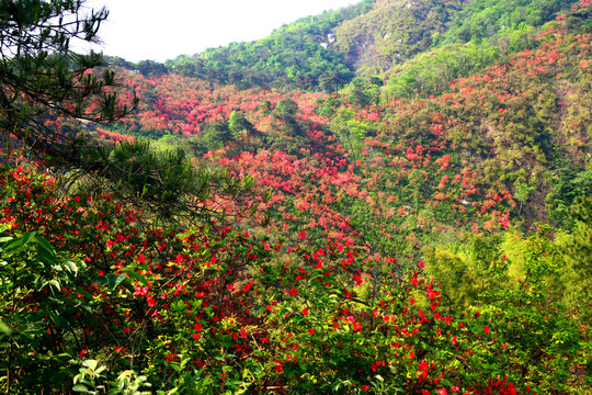 高山映山红