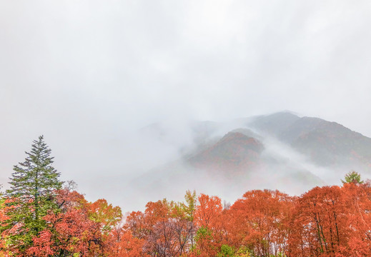 雨雾缭绕的山和枫树