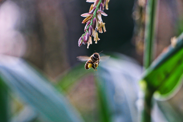 玉米地里的蜜蜂