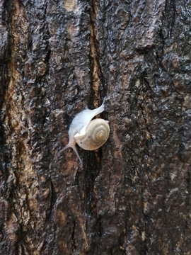 雨后蜗牛特写