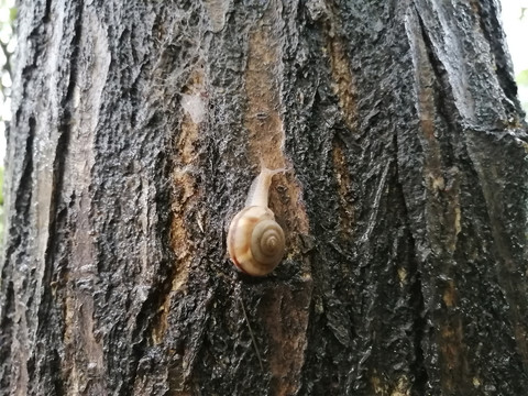 雨后蜗牛特写