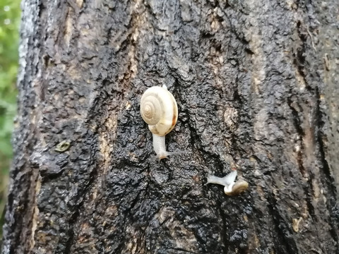 雨后蜗牛特写