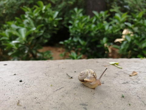 雨后蜗牛特写