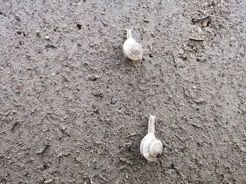 雨后蜗牛特写