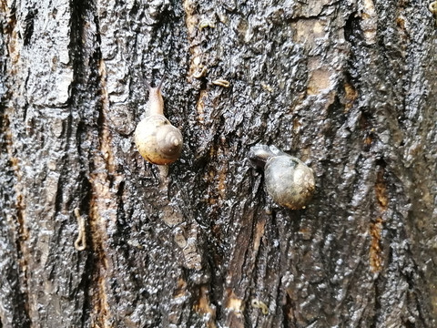 雨后蜗牛特写