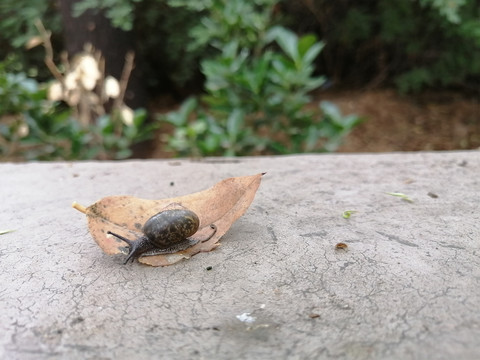 雨后蜗牛微距特写