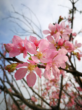 樱花