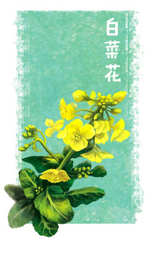 白菜花