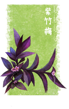 紫竹梅