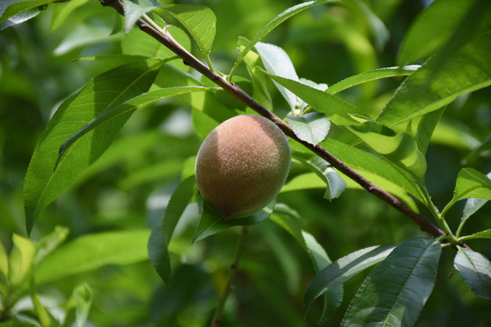 蜜桃挂果