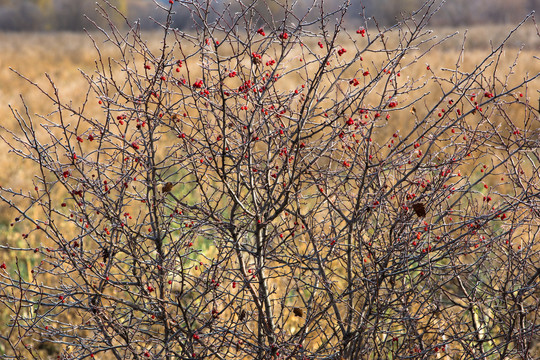 秋季成熟的红色果实