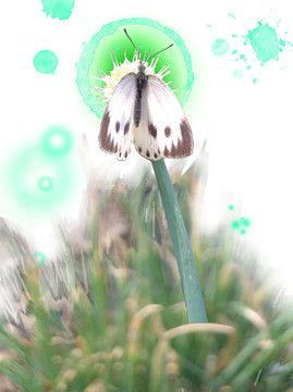 蝴蝶
