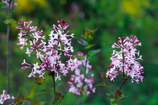 丁香花