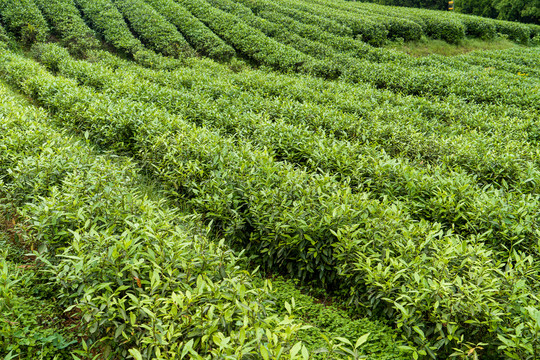一排排嫩绿的茶树