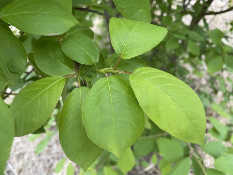 稠李