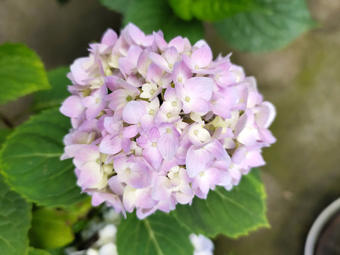 盛开的紫色绣球花