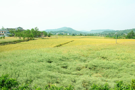 油菜地麦田