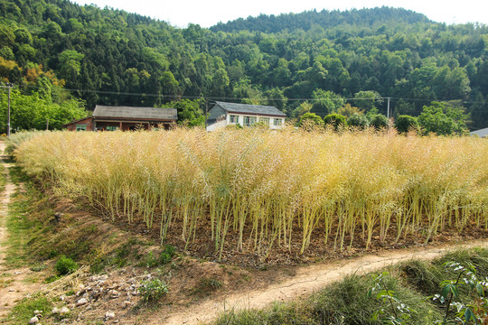 油菜地