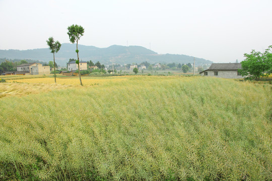 油菜地