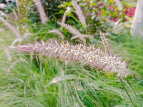 狼尾草
