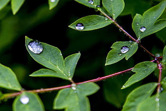 雨中树叶