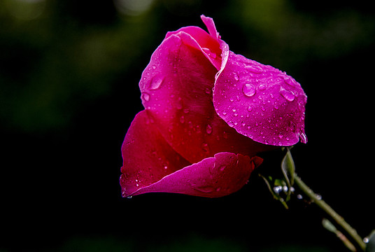 雨中玫瑰