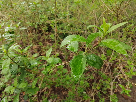 枝叶花草蒲公英