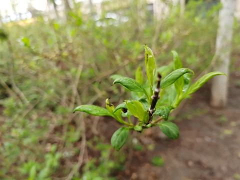 枝叶花草蒲公英